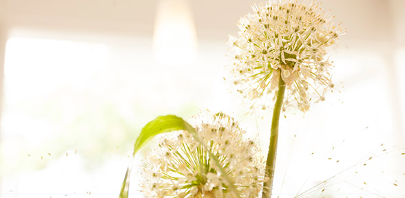 Zahnarzt Siegen, Dr. Lösser