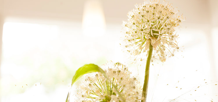 Zahnarzt Siegen, Dr. Lösser